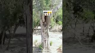 Scaly Sneak Attack Komodo Climbs Tree to Ambush Monkey shorts [upl. by Helse]