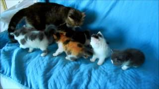 Exotic Shorthair Kittens at 5 weeks [upl. by Navak799]