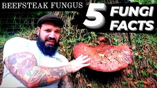 Beefsteak Fungus  Fungi Facts S1 Episode 1 [upl. by Jahdai531]