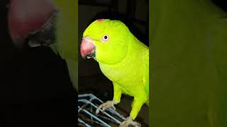 15 falon ke naam 🍎 🍇🍌 2024 parrot mithu funny tranding [upl. by Kovacev853]