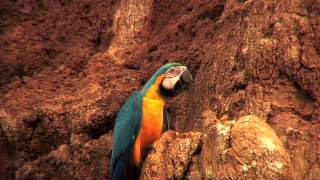 the parrots of the rainforest [upl. by Haeel]