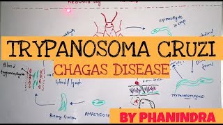 CHAGAS DISEASE  TRYPANOSOMA CRUZI  STRUCTURE  LIFE CYCLE  SYMPTOMS  BY PHANINDRA GUPTHA [upl. by Aryl577]