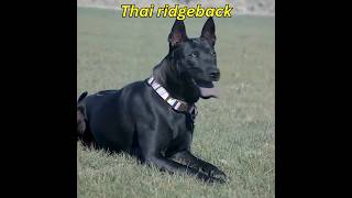 Rarest Thai Ridgeback Dog Breed youtube ytshort youtubeshorts [upl. by Rolando541]