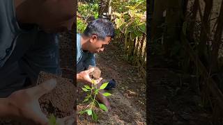 Berkebun  slow living di Desa  kehidupan kampung yang menenangkan hidupdidesa countrysidevlog [upl. by Yruam959]