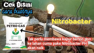 Cara membuat Nitrobacter  bakteri perombak amoniak [upl. by Culliton]