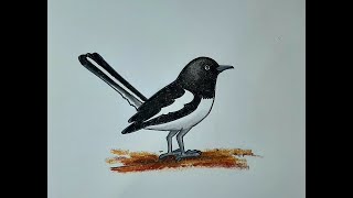 How to draw magpie Magpie drawing step by step Doyel drawing দোয়েলজাতীয় পাখি দোয়েল [upl. by Neelhtak]