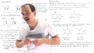 Composition of Nucleic Acids [upl. by Ydnim690]