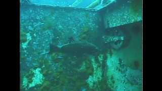 Creating Marine Habitat The Artificial Reef part 1 [upl. by Netneuq]