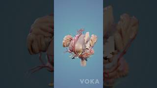 NeuroAnatomy  Brain Anatomy 3D Visualization [upl. by Miche]