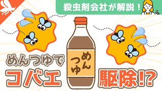 めんつゆでコバエ駆除！？めんつゆコバエトラップの作り方！【殺虫剤会社が解説】虫対策 コバエ対策 [upl. by Ecnahs]