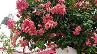 Mussaenda Plant Care and Trick Lucknowi Garden [upl. by Aiyram]