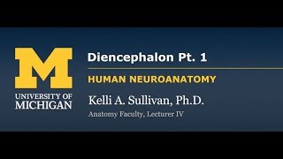 Nervous System Cortex  Diencephalon pt 1 [upl. by Shannon]