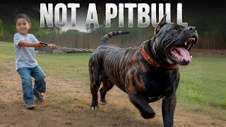 10 Most quotPitbulllikequot Dog Breeds [upl. by Larsen]