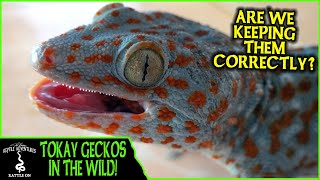 TOKAY GECKOS IN THE WILD are we keeping them correctly  Adventures in THAILAND 2020 [upl. by Beach]