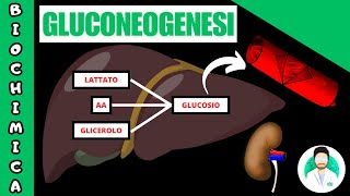 GLUCONEOGENESI [upl. by Erika]