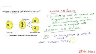 Where amitosis cell division occur [upl. by Thedrick]