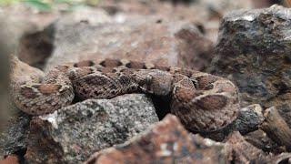 फुरसे Saw scaled viper [upl. by Annaxor]