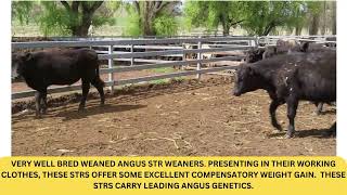 Cobram  Angus Steers [upl. by Neeka]