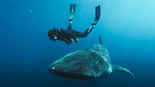 L’Odyssée des monstres marins  Documentaire [upl. by Idnal]