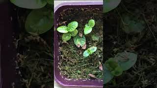 70 Day Timelapse of Psychotria Viridis leaf sprouts [upl. by Nelhsa]