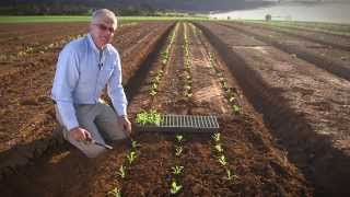 Transplanting Vegetable Seedlings [upl. by Vick]