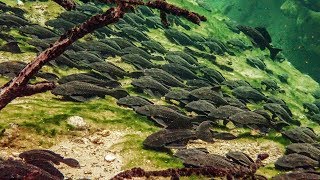 Pleco Invasion  Trouble in Blue Spring State Park [upl. by Shiau485]