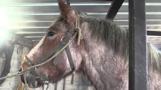 Hot shoeing a Belgian Draft Horse by farriers Ludo Daems and Stenn Schuermans [upl. by Ecitnerp]