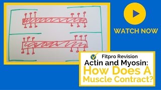 Actin and Myosin How do Muscles Contract [upl. by Lewap]