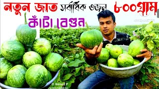 কাঁটা বেগুনের নতুন জাতBegun cas er porichorjaবেগুন চাষ পদ্ধতিBrinjal farming [upl. by Conan]