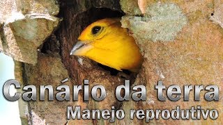 Manejo para reproduzir o Canário da terra fácil [upl. by Butcher998]