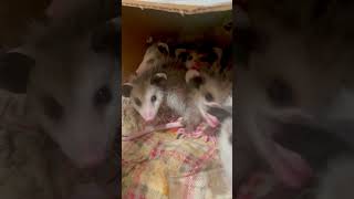 Baby opossums eating bananas [upl. by Saphra996]