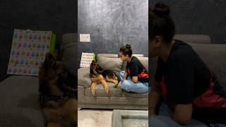 Mother Of Rottweilers With German Shepherd Puppy Zoey shorts rottweiler germanshepherd viral [upl. by Jonina626]