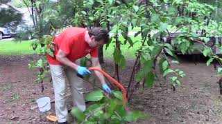 Removing and Dissecting a Pokeweed [upl. by Yeh]