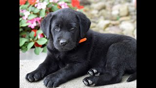 Labrador Retriever Puppies for Sale [upl. by Attem]