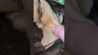 Some nice oysters Pleurotus ostreatus southern Illinois [upl. by Riannon]