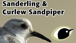 BTO Bird ID  Sanderling amp Curlew Sandpiper [upl. by Ttelrats662]