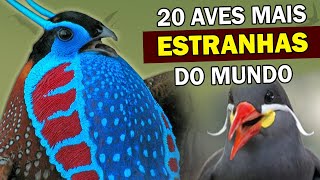 AVES MAIS ESTRANHAS DO MUNDO Pássaros bizarros muito estranhos MAS QUE EXISTEM de verdade [upl. by Enotna24]