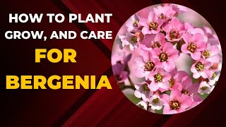 How to Plant Grow and Care for Bergenia [upl. by Nnylrac]