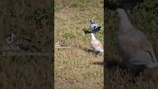 UNE MOUETTE QUI SE PREND POUR UN PIGEON  humour quebecois france quebec pourtoi fyp [upl. by Aehtorod]