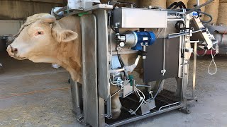 COWS HOOF TRIMMING Cows Farm Hoof Care Guide [upl. by Akerdna]