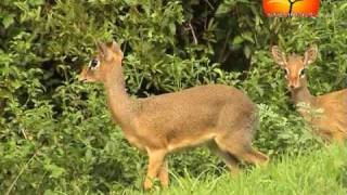 Dikdik 02 [upl. by Barde]