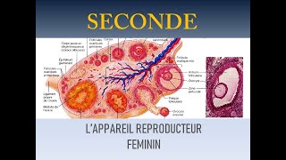 lappareil reproducteur féminin [upl. by Nomolos482]