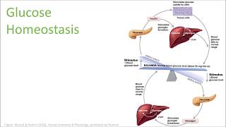 Glucose Homeostasis science music video [upl. by Aneel933]