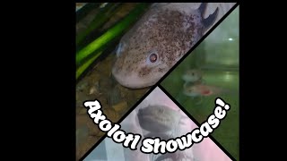 Axolotl showcase Adorable [upl. by Oiramed]