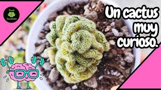 Cómo mantener sano y creciendo a tu cactus quotcerebroquot [upl. by Saphra]