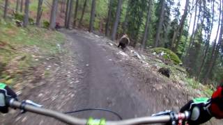 Bear on the Bikepark  SLOW MOTION  Malino Brdo SLOVAKIA [upl. by Vania]