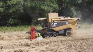 Cat Lexion 465 Weizen dreschen Case CS 130 1056 Brantner Stabilator Claas C660 Getreideernte 2024 [upl. by Wash979]