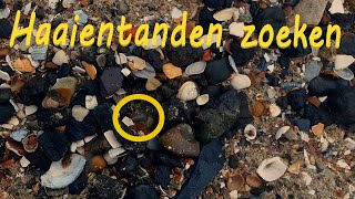 Vlog 13 haaientanden zoeken  Exploring Cadzand  Fossielen [upl. by Map]