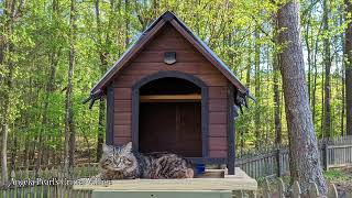 DIY Elevated Feline Feeding Station  RaccoonProof and OpossumProof  Angela Pearls Critter Village [upl. by Neffirg]