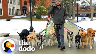 Professional Dog Walker Teaches Pack Of Dogs How To Perfectly Behave On Walks  The Dodo [upl. by Aihseym]